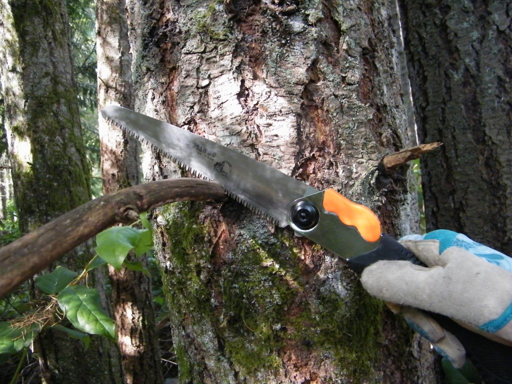 pruning a limb