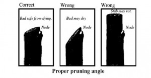 Prne trees - proper angle of cut